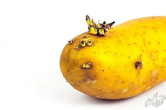 ریشه سیب زمین